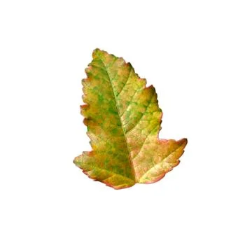 Autumn maple leaf on a clean white isolated background. Stock Photos