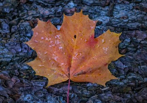 Autumn maple leaf close up Foto stock