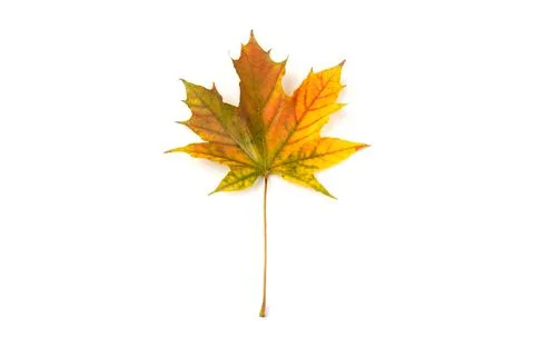 Autumn maple leaf close-up on white background. rich color background Stockfoto's