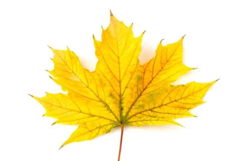 Autumn maple leaf close-up on white background. rich color background Stock Photos
