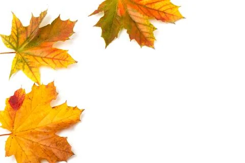 Autumn maple leaf close-up on white background. rich color background Stock Photos
