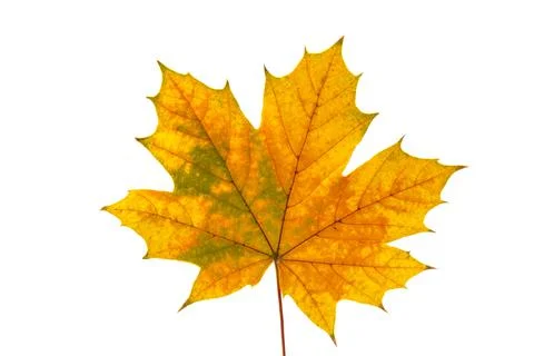 Autumn maple leaf close-up on white background. rich color background Stock Photos