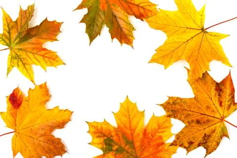 Autumn maple leaf close-up on white background. rich color background Stock Photos