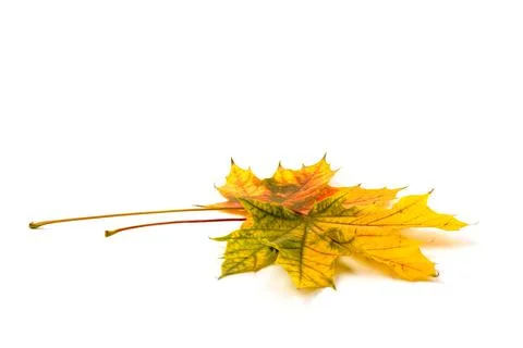 Autumn maple leaf close-up on white background. rich color background Stock Photos