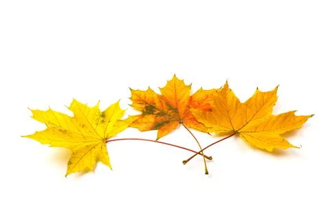 Autumn maple leaf close-up on white background. rich color background Stock Photos