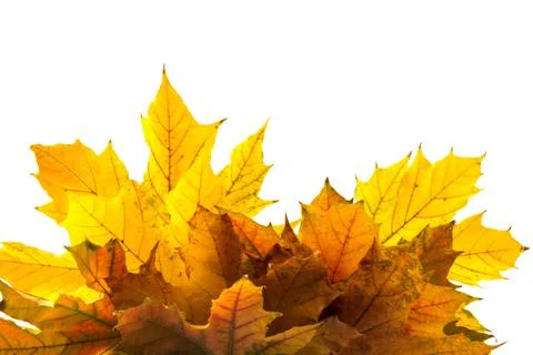 Autumn maple leaf close-up on white background. rich color background Stock Photos