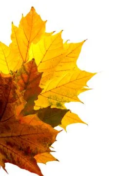 Autumn maple leaf close-up on white background. rich color background 写真素材