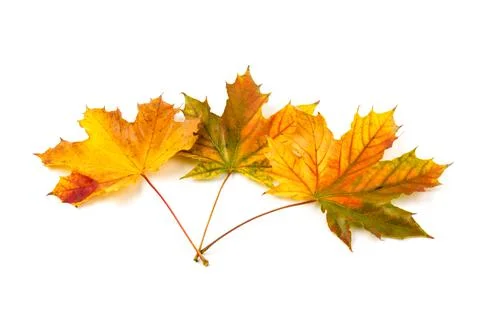 Autumn maple leaf close-up on white background. rich color background Stock Photos