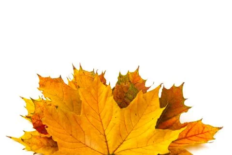 Autumn maple leaf close-up on white background. rich color background Stock Photos