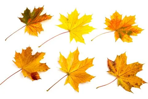Autumn maple leaf close-up on white background. rich color background Stock Photos