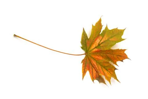 Autumn maple leaf close-up on white background. rich color background Stock Photos