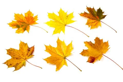 Autumn maple leaf close-up on white background. rich color background Foto stock