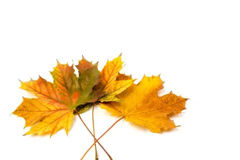 Autumn maple leaf close-up on white background. rich color background 写真素材