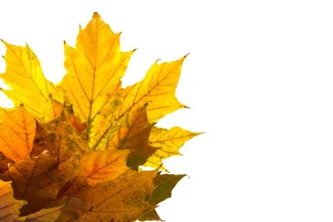 Autumn maple leaf close-up on white background. rich color background Stock Photos