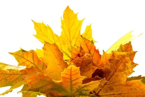 Autumn maple leaf close-up on white background. rich color background Stock Photos
