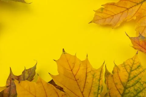 Autumn maple leaf close-up on yellow background. rich color background Stock Photos