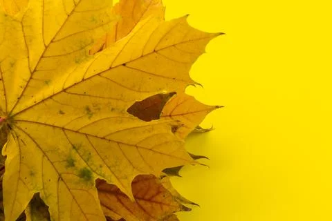 Autumn maple leaf close-up on yellow background. rich color background 写真素材