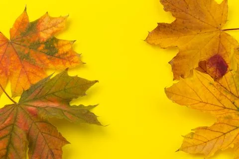 Autumn maple leaf close-up on yellow background. rich color background 스톡 사진