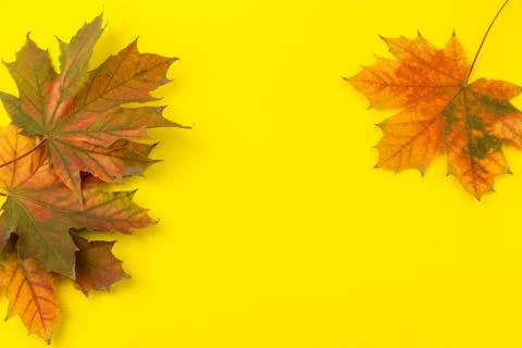Autumn maple leaf close-up on yellow background. rich color background Stock Photos