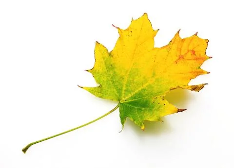 Autumn maple leaf closeup object in details, bright and colorful, white backg Stock Photos
