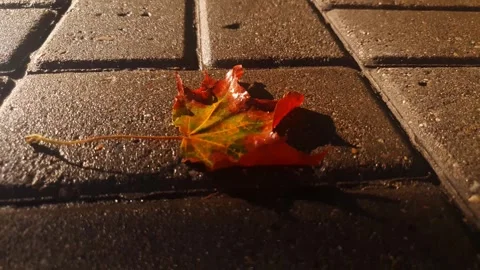 An autumn maple leaf on cobblestones. Sunlight and a red-and-yellow autumn leaf Stock Footage 344140295
