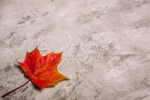 Autumn maple leaf on a concrete surface Stock Photos