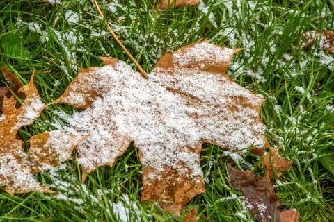 Autumn maple leaf covered with the first snow on green grass. Stockfoto's
