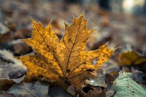 Autumn maple leaf on dark brown fallen leaves background Foto stock