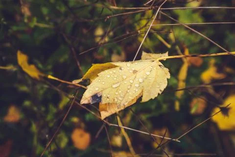 Autumn maple leaf with dew drops Foto stock
