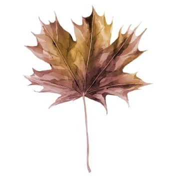Autumn maple leaf. Dried tree foliage. Watercolour illustration isolated on Illustrazione stock
