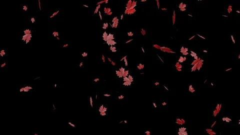 Autumn Maple Leaf Falling Animation On Transparent Background Stock Footage 315991122