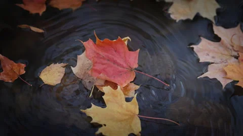 Autumn Maple Leaf Falling onto Calm Water Surface Stock Footage 345555231