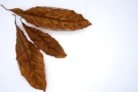 Autumn maple leaf falling from tree. Dried brown foliage isolated on white Stock-Fotos