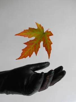 An autumn maple leaf falls onto a black women's glove. 库存照片