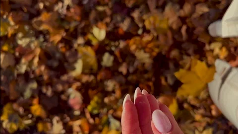 Autumn maple leaf falls from the hands Stock Footage 251640451