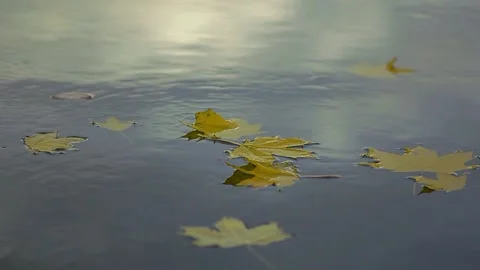 Autumn maple leaf falls into the water. Beautiful landscape. Stock Footage 222328308