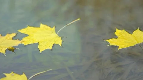Autumn maple leaf falls into the water. Beautiful landscape. Stock Footage 222328347