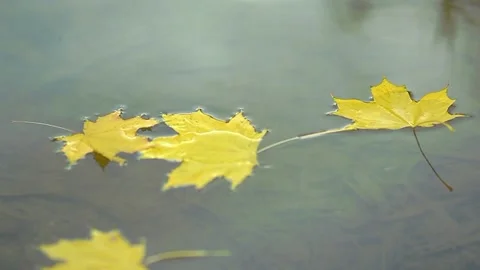 Autumn maple leaf falls into the water. Beautiful landscape. Stock Footage 222328356
