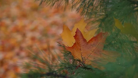 Autumn maple leaf fir tree Stock Footage 117468748