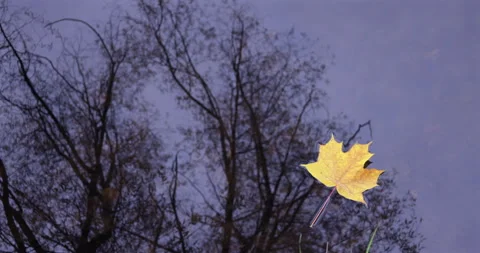 Autumn maple leaf floating on a pond Vidéo 289738871