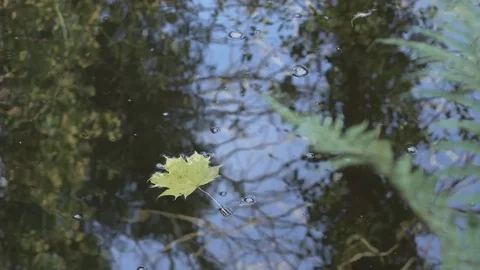 Autumn Maple Leaf Floats Downstream Stock Footage 72499798