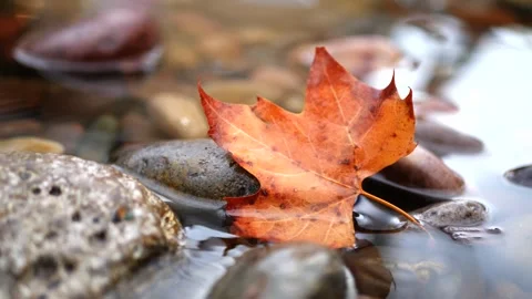 Autumn maple leaf floats gently on water with smooth stones below, peaceful.. Stock Footage 337410717