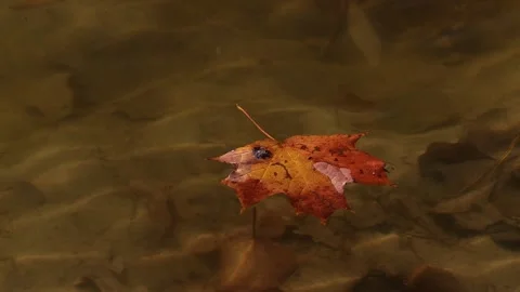 Autumn maple leaf floats on the river Stock Footage 163294860