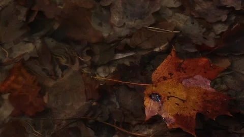 Autumn maple leaf floats on the river Stock Footage 163294867