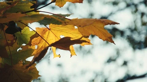 Autumn maple leaf 動画素材 116173519