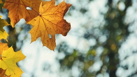 Autumn maple leaf 動画素材 116173529