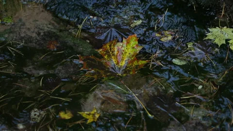 Autumn maple leaf Video stock 161840020