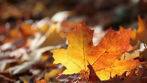 Autumn maple leaf forest background Stock Footage 117418311