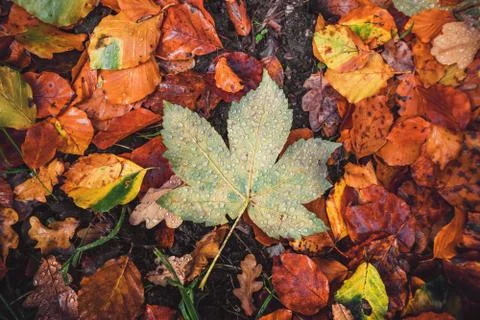 Autumn maple leaf in a forest Stock Photos
