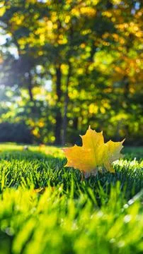 Autumn Maple Leaf Grass, Fall Change Renewal Concept Vertical Background Stock Photos